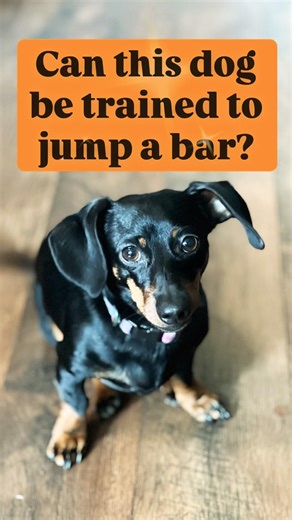 Can we train this dog to jump a bar???? Part 1