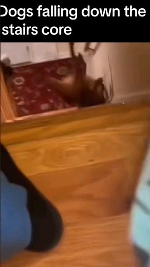 DOG FALLS DOWN STAIRS! SHOCKING FOOTAGE CAUGHT ON CAMERA