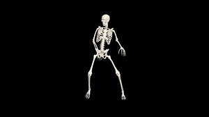 3d Animation Realistic Skeleton Movements Anatomical Stok Videosu (%100 Telifsiz) 1078131563 | Shutterstock