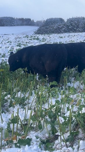 Wee walk around some of next year’s Angus sale bulls. They’ll stay outside until February on their dams on forage crops. They’ve had no creep feed, no pampering & reared up to 1000ft. Just commercially run stud bulls that will do what they’re supposed to do! Bred to work and reared so they don’t melt 😉 As ever with our sale bulls, every one born outside unassisted, no assistance to suckle. They’ve been reared to thrive in a modern, low labour system, but still breed valuable finished carcasses 
