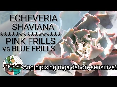 77/100 Echeveria Shaviana Pink Frills | Mexican Hens Succulent • Blue Frills vs Blue Truffles
