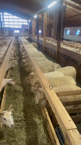 876K views · 10K reactions | Sheep shed in Iceland. | Shearing school | Facebook
