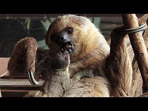 Sloth Week is here! Sloths in all their slothy slothiness