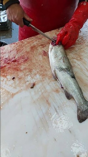 How to Clean a Trout for Fresh Fish Fridays