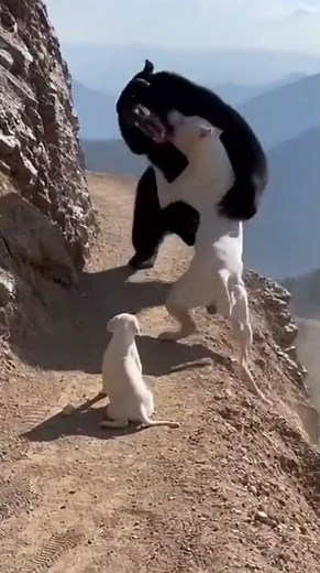 Mountain Guardian: Dogo Argentino Faces Off Against Black Bear on Cliff Path