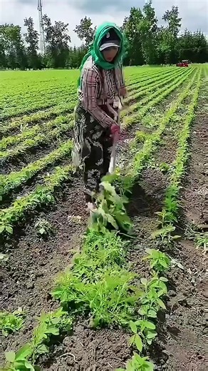 Incredible Farmers' Innovations Transforming Agriculture