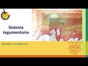 Temp3 Piel1 La epidermis 1