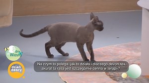 107K views · 983 reactions | Kot–terapeuta, czyli co to jest felinoterapia?  https://dziendobry.tvn.pl/dom/zwierzeta/felinoterapia-co-to-jest-kiedy-sie-ja-stosuje-st5597375 | Dzień Dobry TVN | Facebook