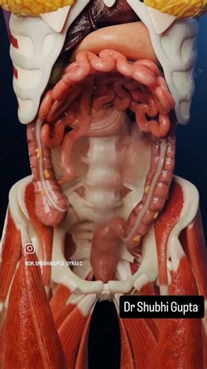 Different fetal positions...