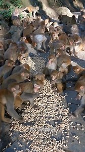 Feeding Monkey - Lots Of Monkey're Eating Peanuts | TV Monkey