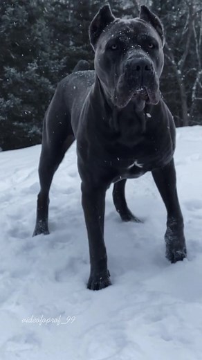 Cane Corso: Edits and Highlights of King Dogs