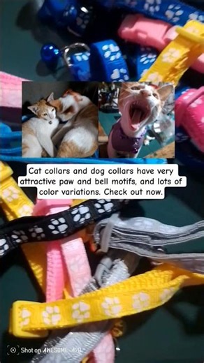 Adorable Cat with Rainbow Collars 😸💎