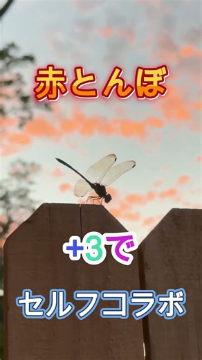 (+3)赤とんぼ セルフコラボ 歌ってみた 芹洋子 #歌ってみた #shorts #カラオケ