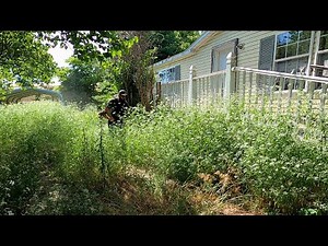 I CUT this RANDOM ABANDONed LAWN at NO CHARGE - You WONT BELIEVE the RESULTS!! - START TO FINISH
