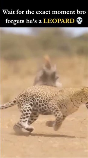Leopard Instantly Regrets Attacking 2 Warthogs #shorts #wildlife