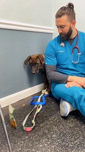 727K views · 10K reactions | A little patience and love goes a long way ❤️ | Puppy Rescue | Facebook