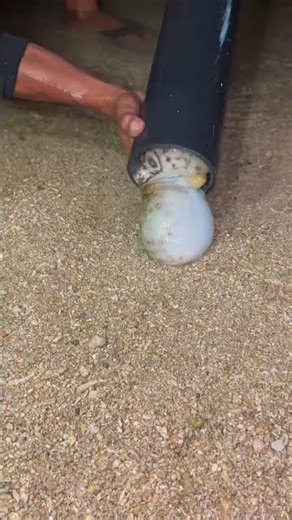 Catching a Hidden Octopus in a Pipe at Night! 🐙😮