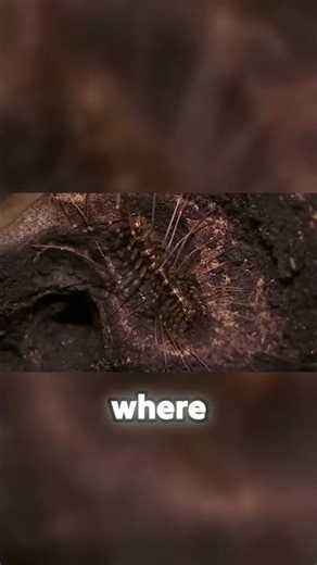 Earth's secret life: Meet the creature 200ft down!