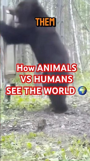 If Humans Had Animal Vision, This Is What We’d See!