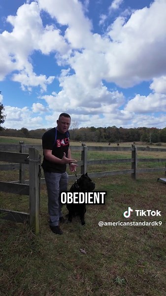 Prong Collar Training for Dogs: Better Control and Communication