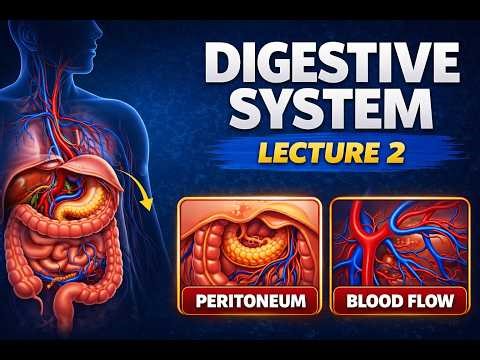 “Peritoneum, Mesenteries & Splanchnic Circulation Explained”