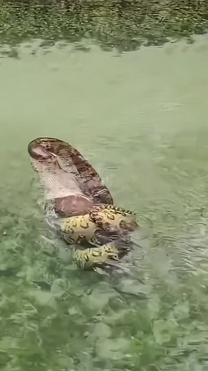 Anaconda Feeding on Capybara: A Wild Encounter in Brazil