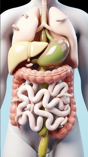 Shocking Facts About Digestion And Parasites Revealed Inside the Intestine