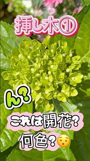 紫陽花 挿し木の1年後②