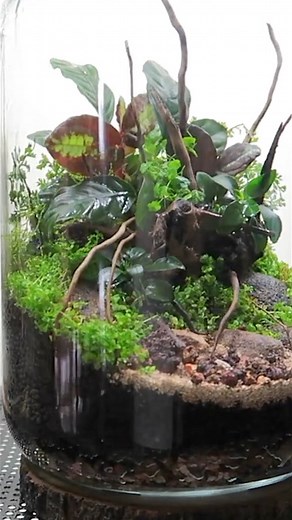 Anubias Coffeefolia terrarium #terrarium #anubias #reels | The Urban Nemophilist