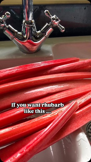 If you harvest your rhubarb by cutting it you’re doing it wrong 😮 Cutting the stalks leaves a bit attached to the crown and this bit can rot and damage the plant. It’s far better to twist and pull just as I do in this video. Ideally you want to see a little bit of the heel section come away with the stem. You also get a very satisfying sound as it ‘pops’ off the plant. I’ve stopped harvesting ours already as I only like to eat the forced stems. But here in the UK you can keep taking a crop unti