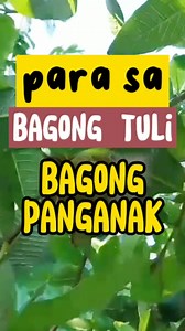 91K views · 565 reactions | Para sa bagong tuli, at bagong panganak, mabisa itong panglanggas. #dahonngbayabas #bayabas #halamanggamot #halaman #plantitalife #naturalremedies #crislan274 #naturalherbal #medicinalherbs #naturalherbs #medicinalplants | Crislan Francisco Rodriguez | Facebook