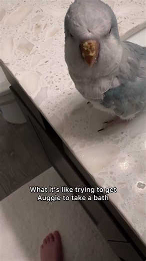 Adventures with Aurora: Free Flying in Nevada