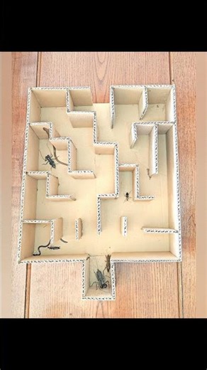 Smart Insects: The Maze Challenge