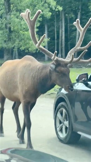 Natural Wildlife Park (North American Safari Style) #ElkOfParcOmega #QuebecCanada