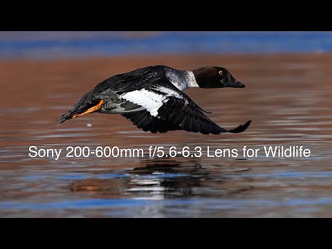 Sony 200-600mm Lens Features and Set-up Guide for Wildlife Photography