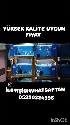 #shorts #oranda #goldfish #shortvideo #goldfishtank #aquarium #aquariumfish#keşfet #goldfishaquarium