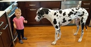 Little Girl Tries To Teach Her Great Dane To Sit For Treats And She’s Thrilled When It Works