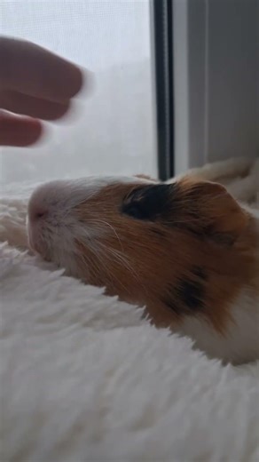 Relaxing Guinea Pig Purring 🐹💤 | Cute & Calm Pet Moment
