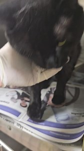 4K views · 347 reactions | SPIRIT WILLI - A293412 Male / age not noted. Stray 3500 S Federal Intake 5/12/25 video - This guy wasn't in the spirit to meet me, although he did creep forward slowly to eat the treats I'd left for him. He hissed at me to tell me to back away from the treats, they weren't my problem anymore. Animals in this profile might be available for rescue or adoption from Chicago Animal Care and Control. | CACC Cats | Facebook