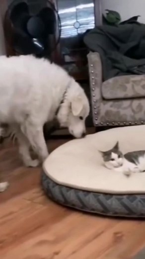 Cat&Dog_Smil na TikTok