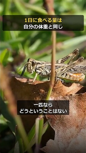 【バッタ】1日で自分の体重ぶんを食べる