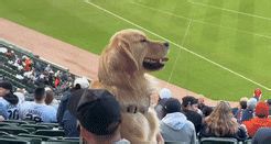 Cute Golden Retriever Sits on Owner's Lap During Tigers Game