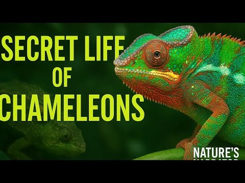 The Secret Life of Chameleon: Nature's Master of Disguise | Nature's Narrator