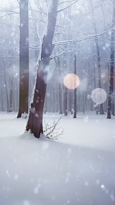 Winter, Snow, Nature. Free Stock Video