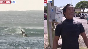 Surfer Gets Totally Body Slammed By A Dolphin, Is Absolutely Stoked About It