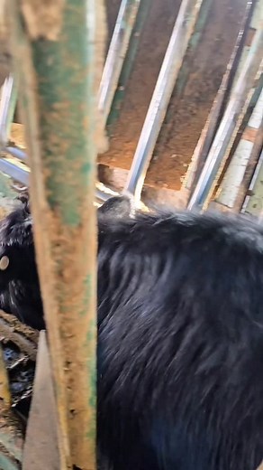 8.7K views · 2.3K reactions | Processing our replacement heifers. Next year these heifers will have their first calf and be on the way to COWHOOD. #cow #HEIFERS #fyp #cattle #animal | 1HandnFarming | Facebook