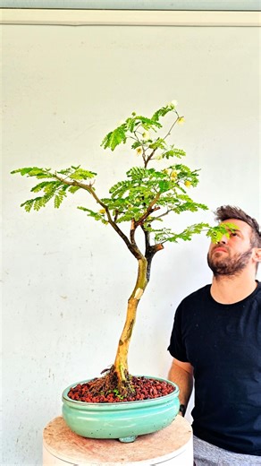 showing off this Thornless Flowering Brazilian Rain Tree #bonsai project 🌳🌞🌳🪾