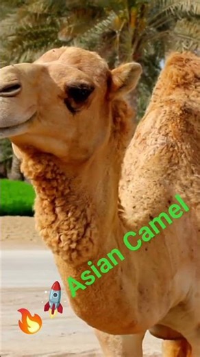 🚀🔥 This is a Beautiful Asian Camel 🐪🐪 #Shorts #Viral #WildAnimals #AsianCamel