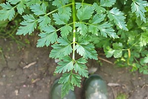 Hemlock Water Dropwort - Wild Walks Southwest