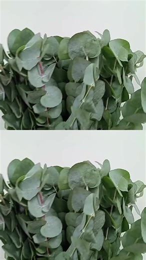 #WeWorldexportTrading ..💐where flowers Speak Quality! From baby Rose/Summers,Gerberas to Roses For any enquiries 📥 inbox! we supply freshness in every petal. Trusted by florists across the globe . 🌍 📍 Jkia Nairobi int.| 🎯 Bulk Orders Let Go and let GOD ! #worldexporterstrading #love #flowers #fypシ゚viralシfypシ゚ Disclaimer:As by the law I have no right of ownership on the background music brand of the product posted.I am not affiliated to any background music brand posted.The owner has full ri